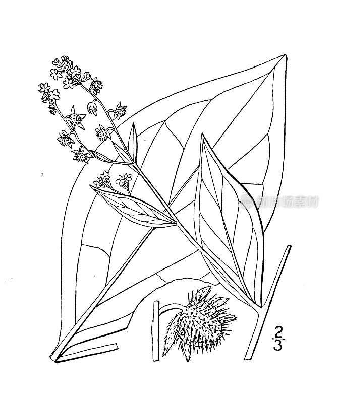 古董植物学植物插图:Lappula Virginia, Virginia Stickseed